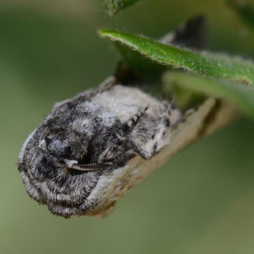 Parahypopta caestrum